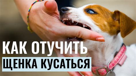 Секреты успешного взаимодействия кинолога и собаки