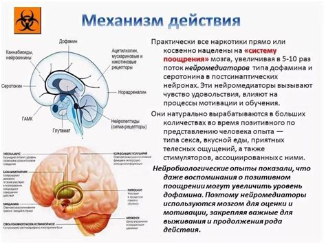 Сексуальная активность и дофамин