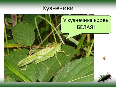 Сельское хозяйство и кузнечики: полезный или вредный организм?