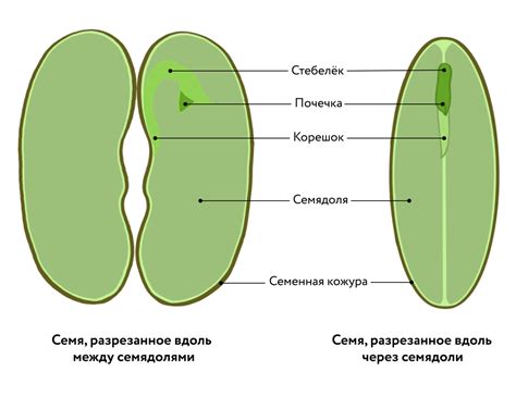 Семя - что это?