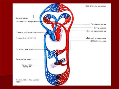 Сердце и кровообращение жирафа