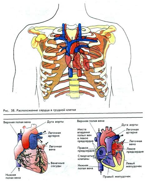 Символика грудной клетки в искусстве