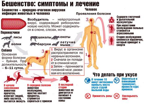 Симптомы бешенства у ежика