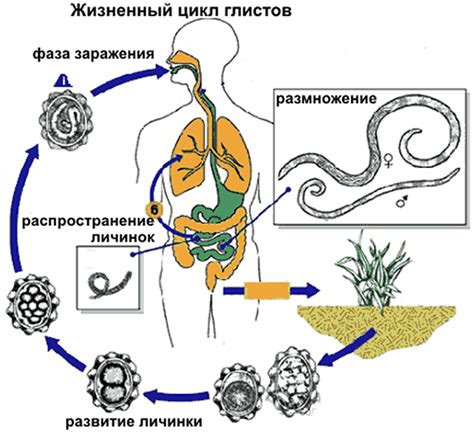 Симптомы глистов у человека