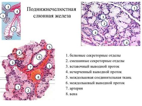 Симптомы проблем со слюнными железами