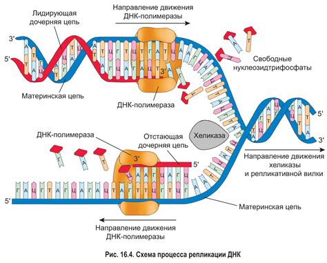 Синтез ДНК и его роль в генетической инженерии