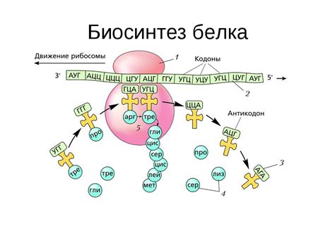 Синтез белка