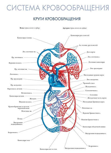 Система кровообращения