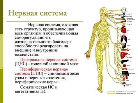 Системы нервной деятельности