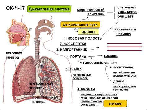 Системы организма: дыхание