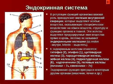 Системы организма: эндокринная система