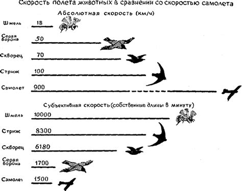 Скорость полета: разные породы - разная скорость