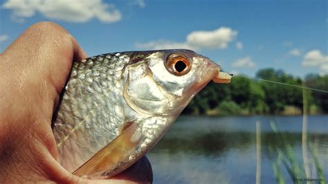 Советы для успешной рыбалки на корюшку