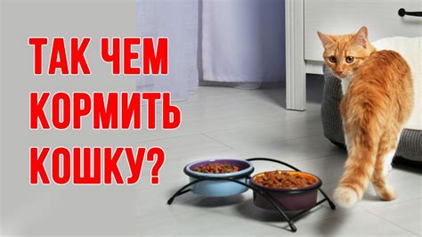 Советы по кормлению вислоухих кошек