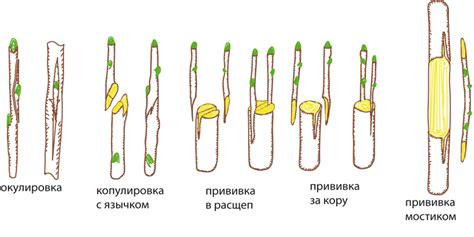 Советы по сохранению успеха прививки и предотвращению ослабления растений