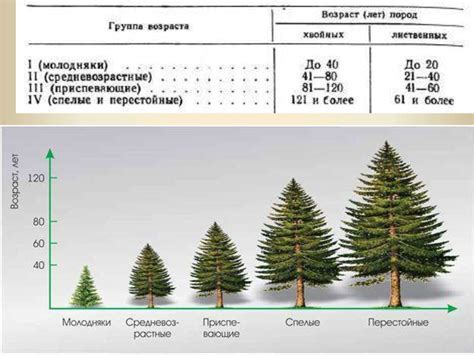 Современные методы определения возраста деревьев