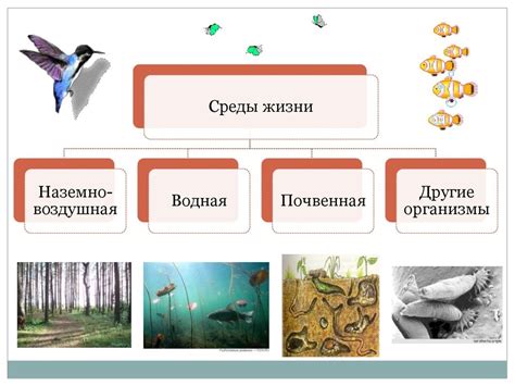 Содержание и чистота места обитания