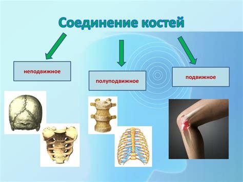 Соединение костей