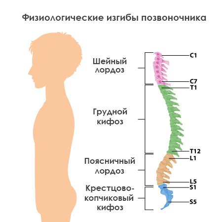 Создайте изгибы спины и талию