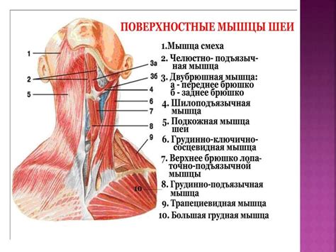 Создайте форму головы и шеи