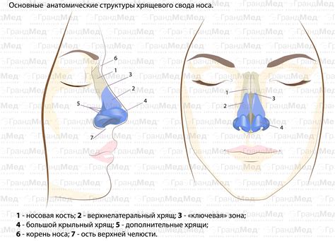 Создание базовой структуры носа