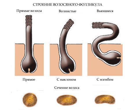 Создание общей формы волос