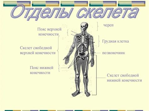 Создание тела и конечностей фигуры