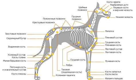 Создание формы тела собаки