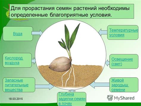 Способы прорастания