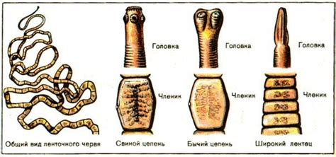 Способы профилактики ленточного червя