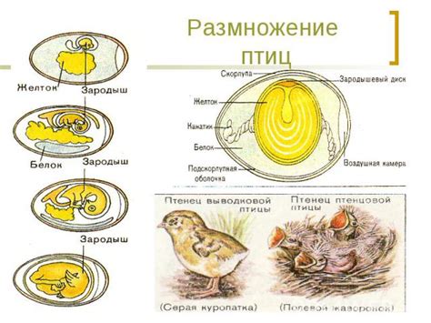 Способы размножения птиц