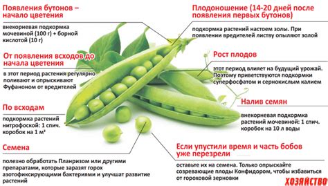 Сроки и условия сбора гороха