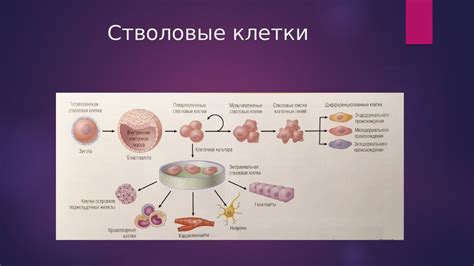 Стволовые клетки: увеличение и эффективные методы