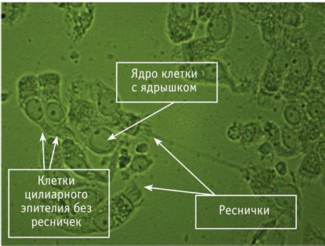 Стимуляция респираторного эпителия