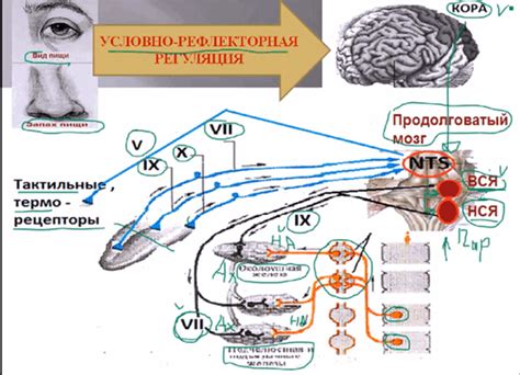 Стимуляция слюноотделения