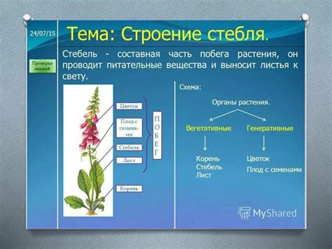 Строение и составные части