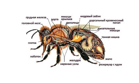 Строение и функции лежака у пчелы карники