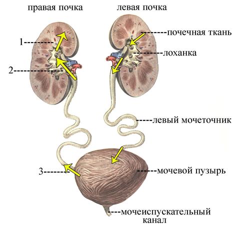 Строение и функции мочевыделительной системы