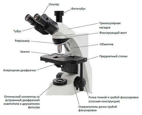 Строение микроскопа: основные элементы и их функции