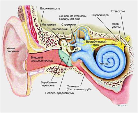 Строение оболочки и полости внутреннего уха
