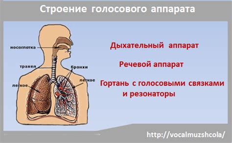 Структура голосового аппарата