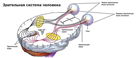 Структура зрительной системы