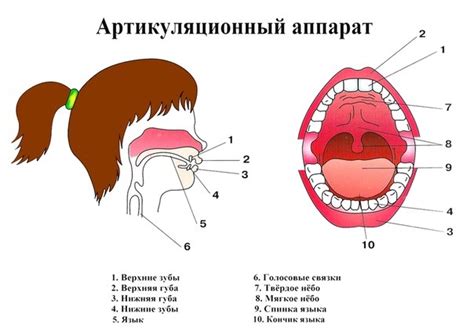 Структура и артикуляция куклы