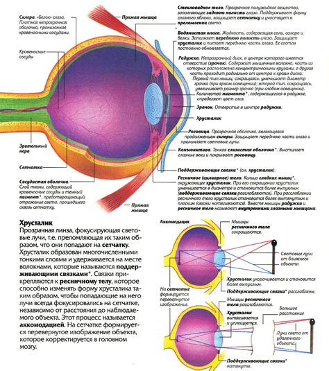 Структура и функции глаза