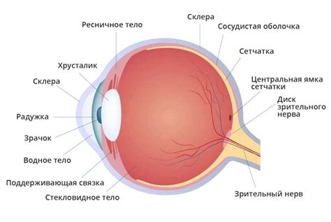 Структура и функции глаза кошки