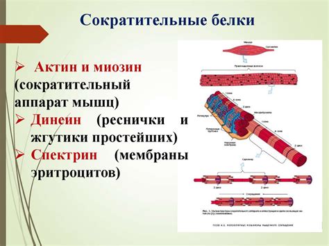 Структура и функции зюцу