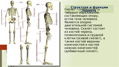 Структура и функции нижних конечностей