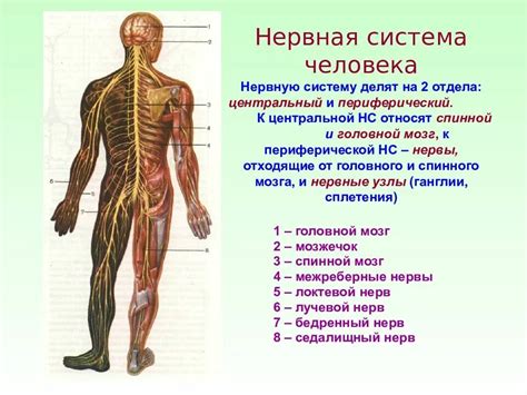 Структура и функции органов и систем человека