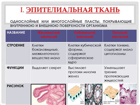 Структура и функции тканей