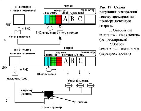 Структура и функция генов